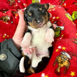 Squanto - Piebald male Dachshund puppy in Westport, Kentucky from Lonestar Creek Farm