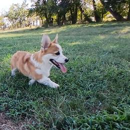 Rubble - Red male Pembroke Welsh Corgi puppy in Redfield, Kansas from Owenby's Corgi's