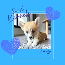 Black Collar - Red male Pembroke Welsh Corgi puppy in Abingdon, Virginia from Em-K Kennels