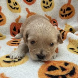Ember - Apricot female Maltipoo puppy in Mesa, Arizona from Marci's Maltipoos