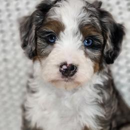 Boy 2 - Merle male Bernedoodle puppy in Schertz, Texas from Kat's Teddydoodles