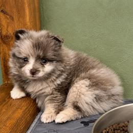 Belle - Blue merle female Pomeranian puppy in Knoxville, Tennessee from Thea's Puppies