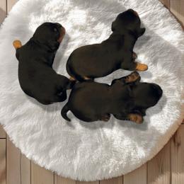 Cavalier King Charles Spaniel puppies from PJE Cavs and Poos