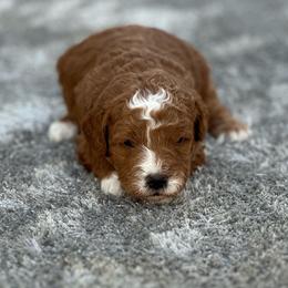 Boy 2 - Red  male Goldendoodle puppy in Cuero, Texas from Firestorm Kennel