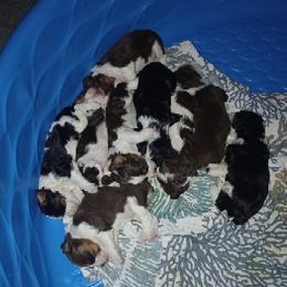 English Springer Spaniel Puppies from IV Springers of California