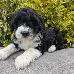 Lily - Black and white female Bernedoodle puppy in Blackfoot, Idaho from Draper Mountain Doodles