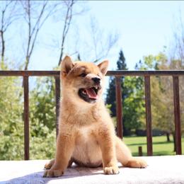 Honey - Red female Shiba Inu puppy in Napa, California from Shinin Shibas
