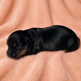 Tally - Black and tan female Dachshund puppy in Richmond, Virginia from Paw Prints