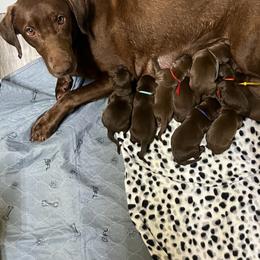 Purple - Chocolate female Labrador Retriever puppy in Heath Springs, South Carolina from Rich Hill Retrievers