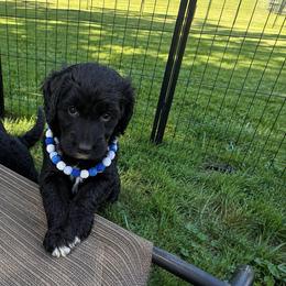 Spirit - Black male Goldendoodle puppy in Portland, Tennessee from Happy_Tails_by_TJ