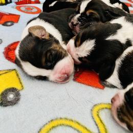 Basset Hound Puppies from Low and Slow Basset Hounds