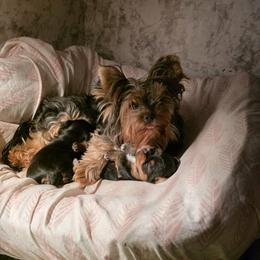 Yorkshire Terrier puppies from Chuck City Danes & Yorkies