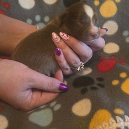Helga - Red & white female Miniature Australian Shepherd puppy in Arlington, Texas from CopperHead Aussies