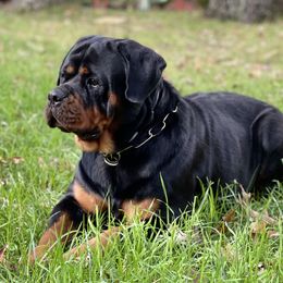Coco - Rottweiler