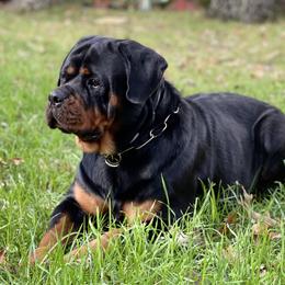 Coco - Rottweiler