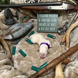Labrador Retriever Puppies from Corey Shaylor's Labrador Retrievers