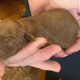 Colette - Red female Cavapoo puppy in Fairmont, West Virginia from Robin Nelson