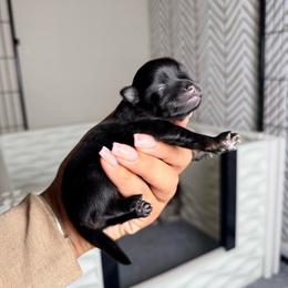 Valentino - Black male Pomeranian puppy in Newport News, Virginia from Nel’s Pomeranians