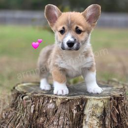 L5 - Red female Pembroke Welsh Corgi puppy in Jacksonville, Texas from ArmnalegRanch LLC