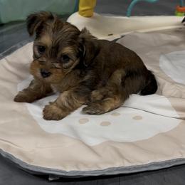 Ganache - Black and gold male Morkie puppy in Tucson, Arizona from Sun-Kissed Morkies