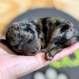 Latte - Merle female Cavapoo puppy in Ville Platte, Louisiana from The Barkery