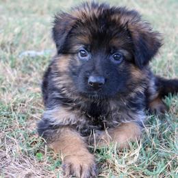 Girl 1 - Black and red female German Shepherd puppy in Mount Vernon, Missouri from German Haus German Shepherds LLC