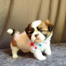 Yahtzee - Tricolor male Shih Tzu puppy in Memphis, Tennessee from Thorntons Fur Crew