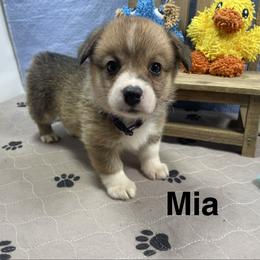 Mia - Sable female Pembroke Welsh Corgi puppy in Apison, Tennessee from Ashmore Corgis