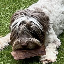 Australian Labradoodles from Dignity Labradoodles