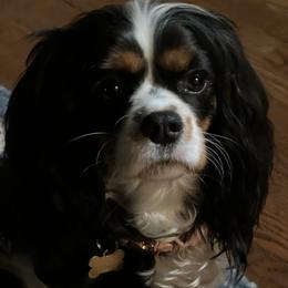 CoCo - Cavalier King Charles Spaniel