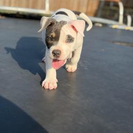 Winx - Blue tri-color female American Bully puppy in Princeton, Texas from District 12 Kennels