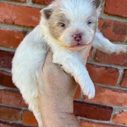 Knox - Chocolate merle male Pomeranian puppy in Inola, Oklahoma from My Bella’s Pomeranians