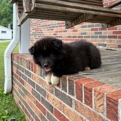 Yellow - Black female Siberian Husky puppy in Jonesborough, Tennessee from Dry Creek Siberians