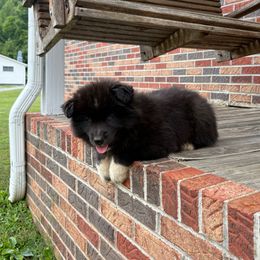 Yellow - Black female Siberian Husky puppy in Jonesborough, Tennessee from Dry Creek Siberians