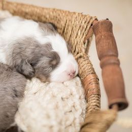 Aussiedoodle Puppies from Stokeshire Designer Doodles