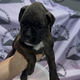 Sydney - female Boxer puppy in Taft, Tennessee from Hillbillie Boxers