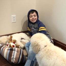 Poodle Puppies from D and D Standard Poodles