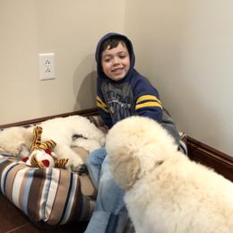 Poodle Puppies from D and D Standard Poodles