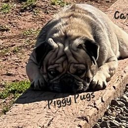Camo - Pug