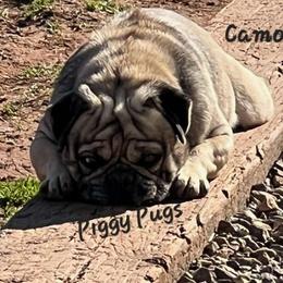Camo - Pug