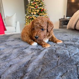 Milo - Red  male Poodle puppy in Queen Creek, Arizona from Prestigious Toy Poodles