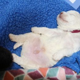 Lagotto Romagnolo Puppies from Royal and Loyal Lagotto Romagnolo