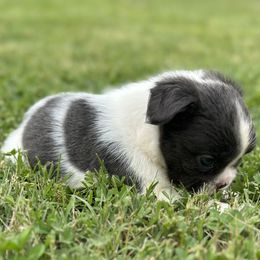 Boxer and French Bulldog Puppies from Furevermore Boxers and Furevermore Frenchies