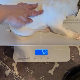 Girl 3 - White female American Bulldog puppy in La Porte, Indiana from Slayton's American Bulldogs