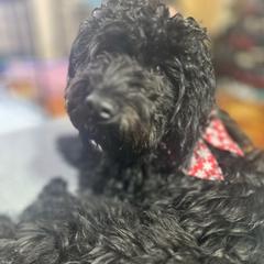 Ony - Golden Mountain Doodle