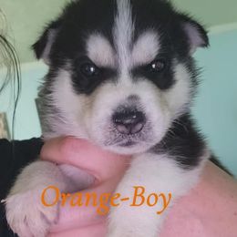 Orange.boy - Black and white male Siberian Husky puppy in Willoughby, Ohio from WolfPackk