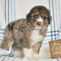 Luigi - Blue merle male Aussiedoodle puppy in Delta, Colorado from PTK Ranch