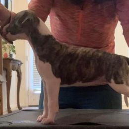 Whippet Puppies from Charis Whippets