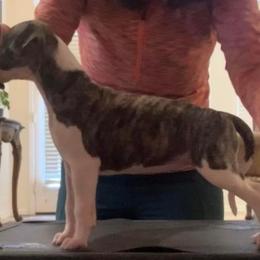 Whippet Puppies from Charis Whippets
