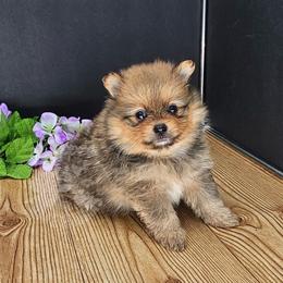 Pepper's Smells Like Teen Spirit - Spirit - Red sable female Pomeranian puppy in Plant City, Florida from Pepper's Pomeranians